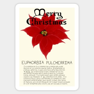 Red Poinsetta Genus Christmas Card Sticker